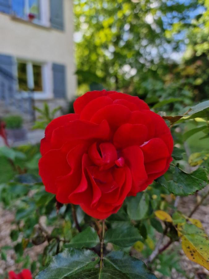Gite L'Enclos O Rendez-Vous Roquefeuil-Pays De Sault- Avec Jardin Exteriör bild